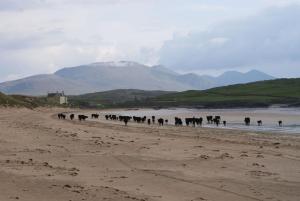 a herd of cattle walking on a beach at Balnakeil House in Balnakeil