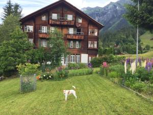 a dog standing in a yard in front of a house at Staubbachbänkli in Wengen