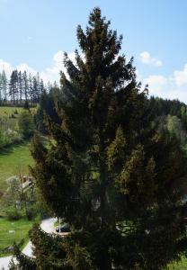 a large christmas tree in a park at Frühstückspension Gasthof Gesslbauer in Steinhaus am Semmering