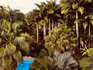 Blick auf ein Resort mit Palmen und einem Pool in der Unterkunft L'Îlot Palmiers in Pointe-Noire