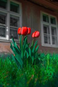 Gallery image of Gästehaus Fogarasch in Făgăraş