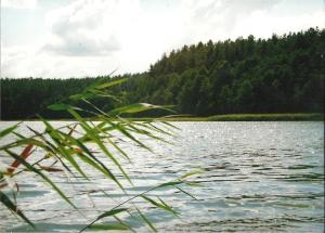 a view of a lake with trees in the background at Wodamoja - apartamenty nad jeziorem in Stawiguda