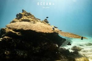 a group of penguins sitting on a rock in the ocean at Cardamon Hotel Nilaveli in Nilaveli
