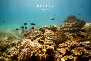 a coral reef with fish in the water at Cardamon Hotel Nilaveli in Nilaveli