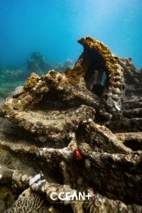 an underwater picture of a coral reef at Cardamon Hotel Nilaveli in Nilaveli