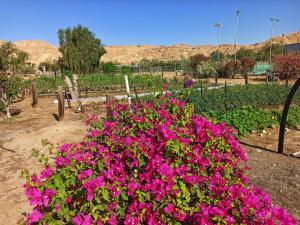 Kibbutz Ketura Guest House外面的花园
