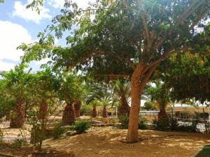 Kibbutz Ketura Guest House外面的花园