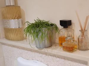 a shelf with a potted plant and bottles on it at Pietra E Glicine B&B in Pieve a Nievole