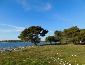 a tree in a field next to a body of water at House Monika in Poreč