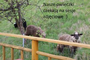 Zvieratá v horskej chate alebo blízkom okolí