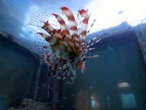 a lionfish swimming in the water in an aquarium at Exodus Hostel & Dive Center in Eilat