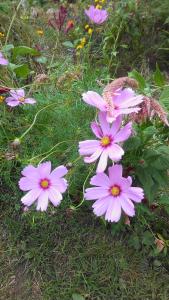 een groep roze bloemen in het gras bij King George Inn in Roanoke