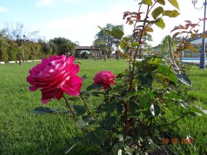 Uma rosa está a crescer num parque. em Agriturismo Fieri em Botricello