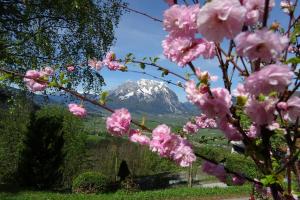 uma montanha vista através de uma árvore com flores rosas em Bio- Erlebnis-Bauernhof-Thonnerhof em Aigen im Ennstal