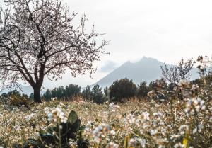 Fotografia z galérie ubytovania Finca Les Coves v destinácii Jijona