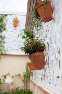 Vonkajšia záhrada v ubytovaní Hostal El Gallo