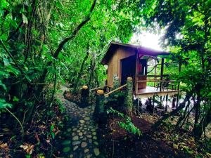 une petite cabine au milieu d'une forêt dans l'établissement Reserva Ecologica Nanciyaga, à Catemaco