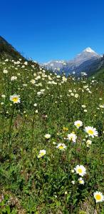 Paesaggio naturale nelle vicinanze dello chalet