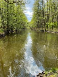 a river in the middle of a forest at Agroturystyka Gęsiniec Stare Osieczno in Stare Osieczno