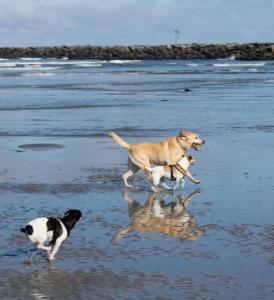 Dos perros corren por la playa en Blue Heron Cottages en San Diego