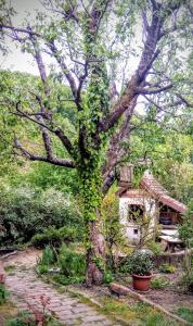 Ảnh trong thư viện ảnh của Mackólak Vendégház és Ökoporta ở Hosszúhétény-Szőlőhegy