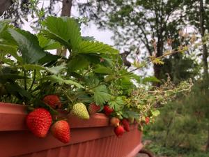 Zahrada ubytování B&B Cascina Sagrestia