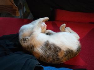 Zwierzęta zatrzymujące się w obiekcie Dolina Rosy