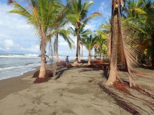 un homme se promenant sur une plage avec des palmiers dans l'établissement Morrillo Beach Eco Resort, à Morrillo