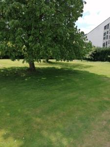 a tree in the middle of a green field at FEWO-ATLANTA Reinhardshausen in Reinhardshausen