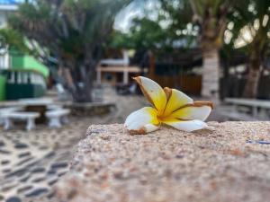 a yellow and white flower sitting on a rock at Rubtawan Sichang Resort in Ko Si Chang
