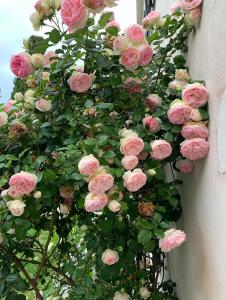 un montón de rosas rosas creciendo en un lado de un edificio en La Rochelle L'ile de Ré Autrement en Nieul-sur-Mer