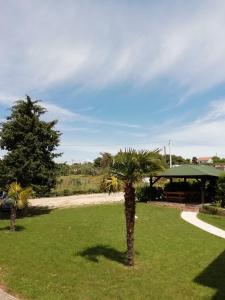 eine Palme auf einem Grasfeld mit einem Gebäude in der Unterkunft Villa „Drei Palmen“ in Sveti Filip i Jakov