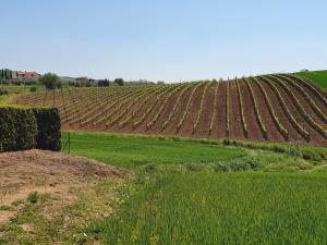 un prato verde e un campo di colture di Agriturismo Severini a Fonteblanda