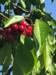 um monte de bagas vermelhas numa árvore com folhas em Auberge De Pachoquin em Méounes-lès-Montrieux