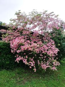 Gallery image of Campeggio Haway in Viverone
