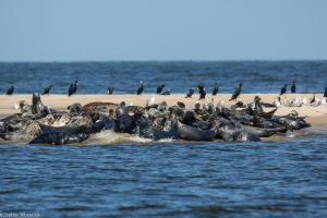 a group of animals in the water with birds on the beach at Dworek Bursztynowe Piaski in Gdańsk