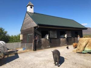 a pig walking in front of a barn with animals at Letterfrack Farmhouse on equestrian farm in Letterfrack beside Connemara National Park in Tullywee Bridge
