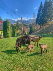 una capra e tre agnelli al pascolo in un campo di Pensiunea Eladi a Borşa