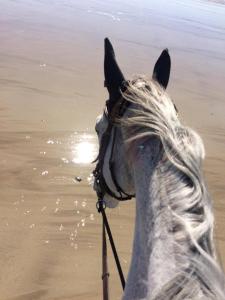 a horse is standing in the water on the beach at Maison de La Beslière meublé de tourisme 2 étoiles in Folligny