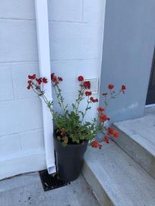 a potted plant sitting on the steps of a house at Village Way Apartments in Kincasslagh