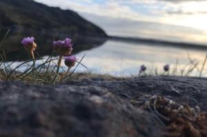 a group of purple flowers on a rock near a body of water at Village Way Apartments in Kincasslagh