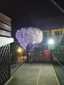 a tree decorated with lights at night at Casa Bazna in Bazna