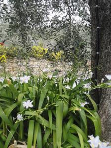 Afbeelding uit fotogalerij van Terre Di Garlenda in Garlenda +69 foto's