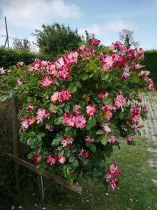 a bush of pink flowers on a wooden fence at Casa Pianta in Cavallino-Treporti