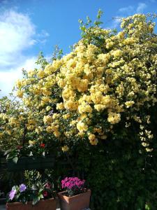 a large bush of yellow flowers in pots at Casa Pianta in Cavallino-Treporti