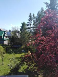un árbol con flores rosas en un patio en Zacisze, en Biały Dunajec