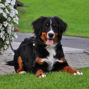 フィッシュバッハウにあるGreinhofの草の上に横たわる黒褐色の犬