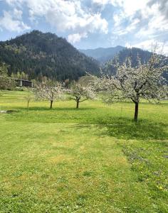 three trees in a field with mountains in the background at Haus Claudia Lipp in Bad Hindelang