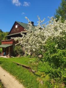 Willa Jędruś na " Starej Łące" في شتوروك: شجرة بالورود البيضاء أمام المنزل