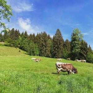 Zvieratá na farme alebo blízkom okolí